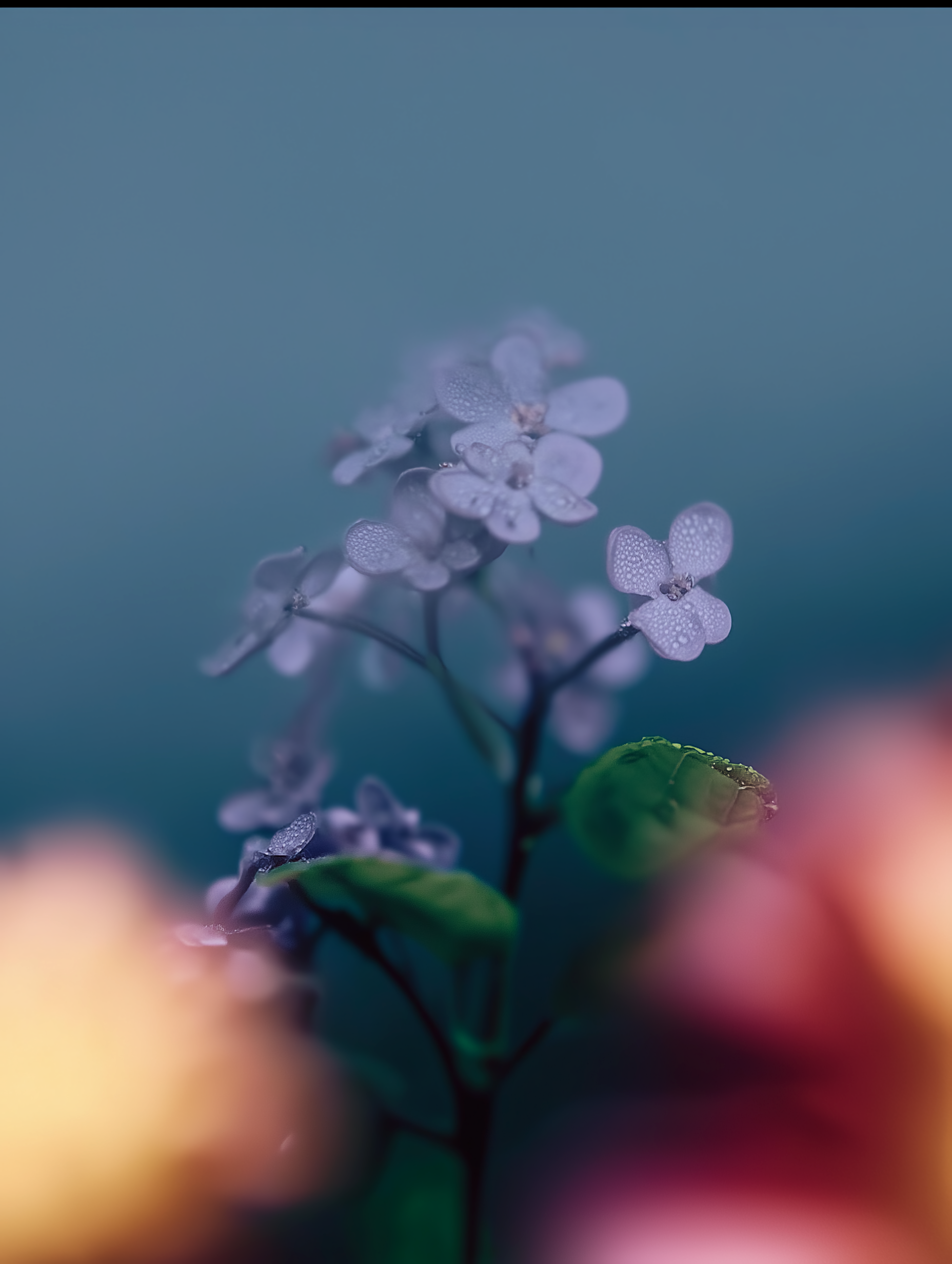 Elusive Nature